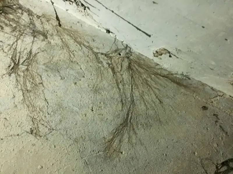 Coniophore des caves relevé à Lucé, près de Chartres