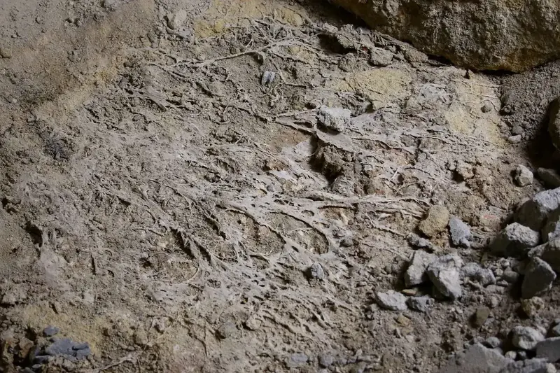 Cordons mycéliens de mérule courant sur une maçonnerie
