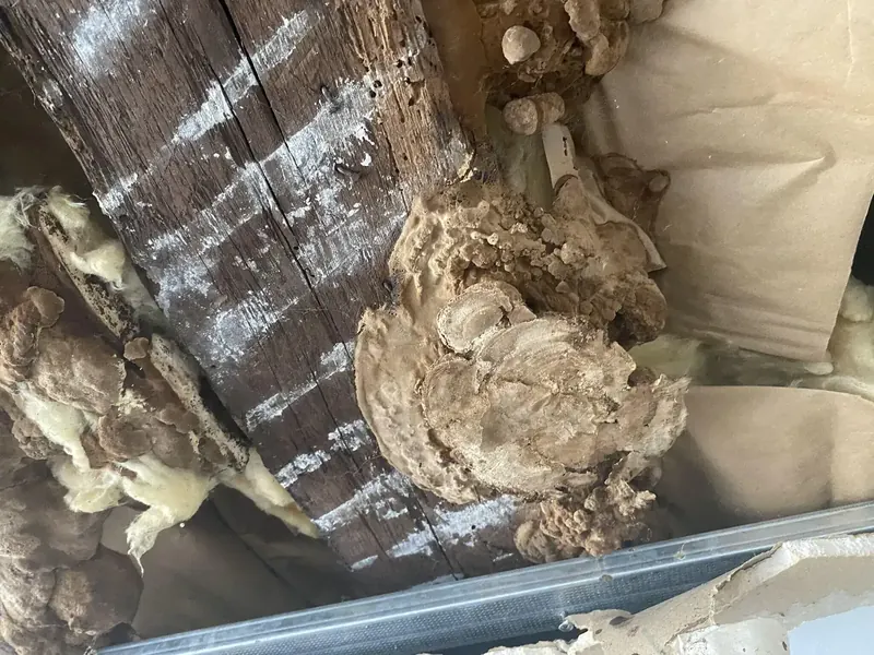 Donkioporia expansa, polypore des caves, relevé en Eure-et-Loir