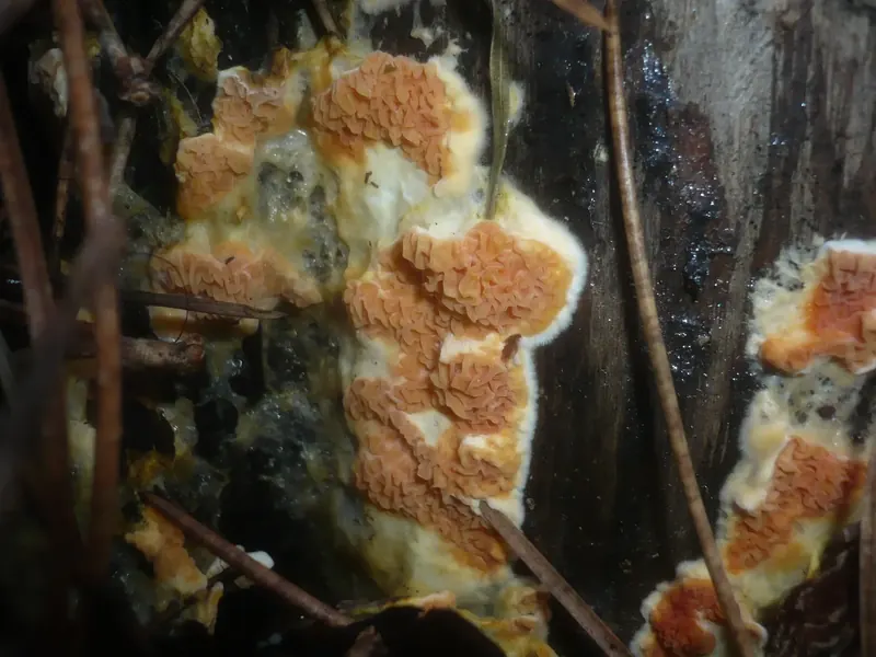 Leucogyrophana mollusca, champignon lignivore proche de la mérule