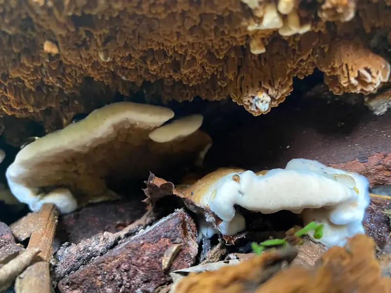 Mérule pleureuse en fructification sur une maçonnerie
