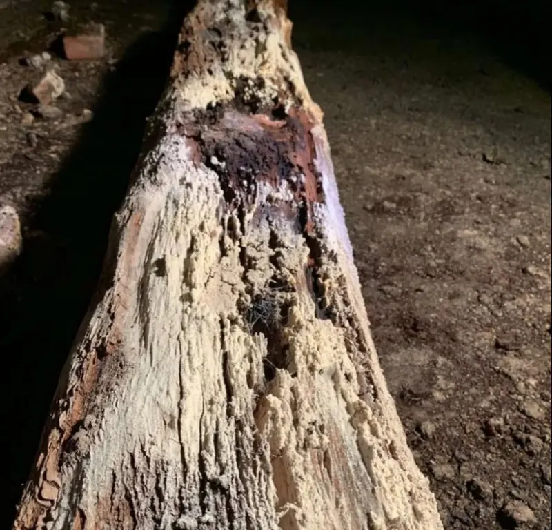 Pourriture fibreuse : bois délité en filaments et décoloré