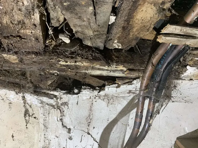 Pourriture molle : surface du bois ramollie sur quelques millimètres