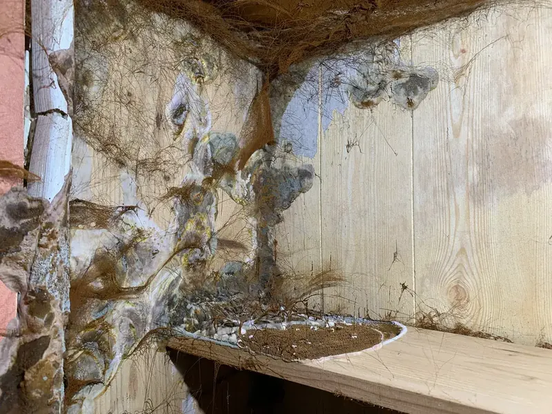 Mérule découverte derrière un placard dans une maison de Chartres