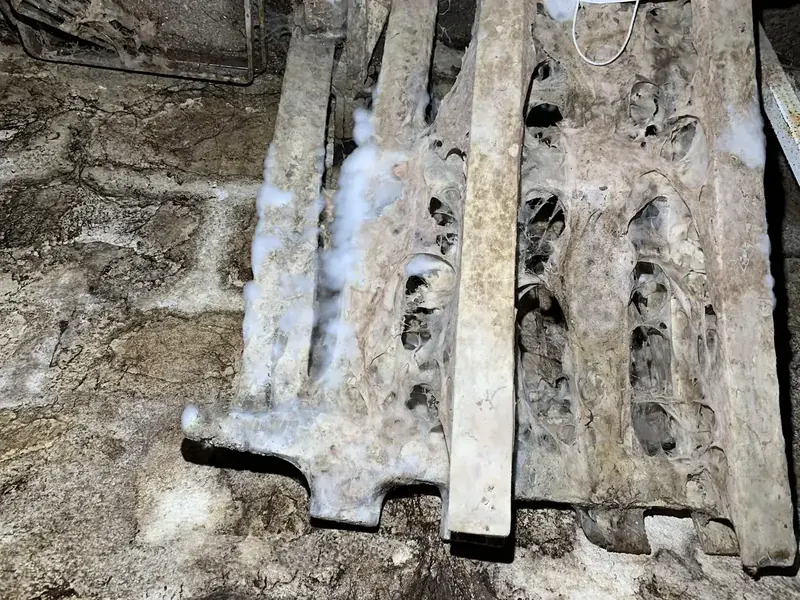 Mérule sur bois en sous-sol à Chartres