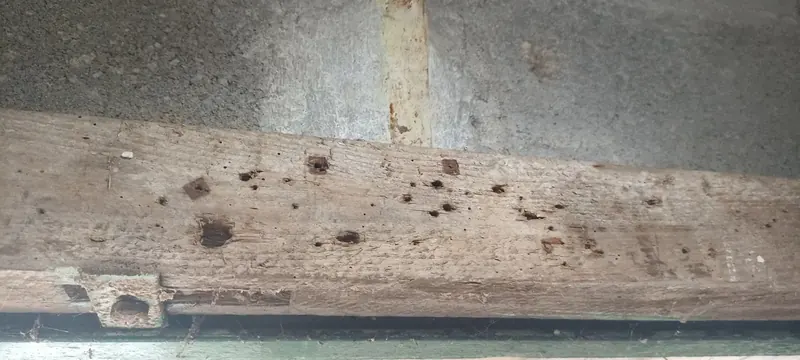Poutre de plancher percée de trous de sortie, sur une maison de bourg. Aunay-sous-Auneau (28)