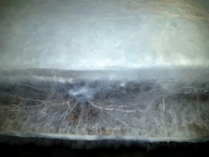 Nappe mycélienne dense sous une poutre de plancher. Chaumont-sur-Tharonne (41)