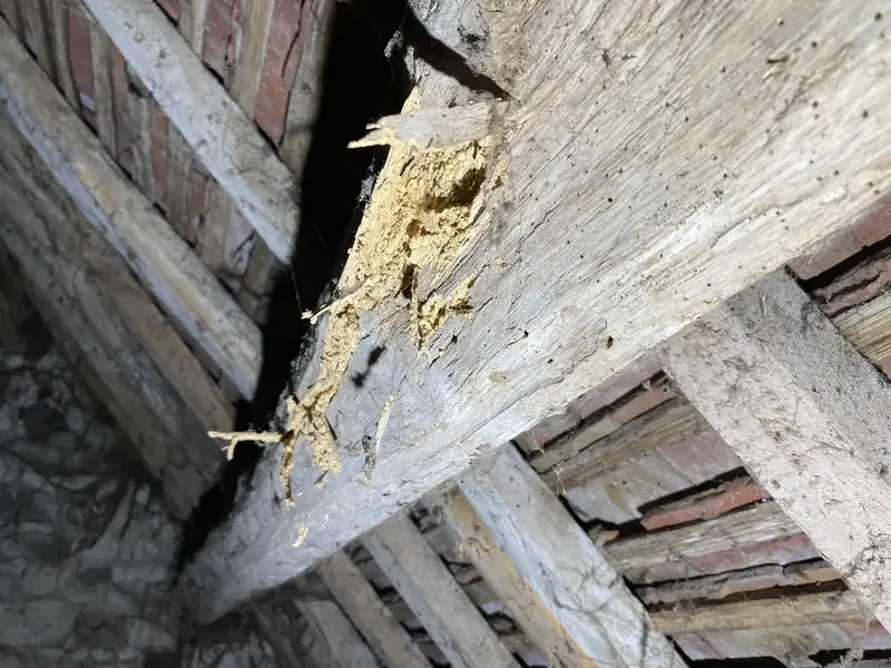 Pièce de colombage éclatée, fibres arrachées au sondage. Joué-du-Plain (61)