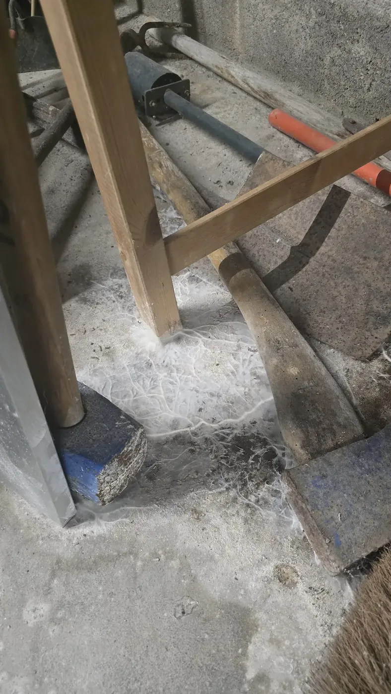 Extrémité du réseau, au contact d'une pièce de bois neuve. Limours (91)