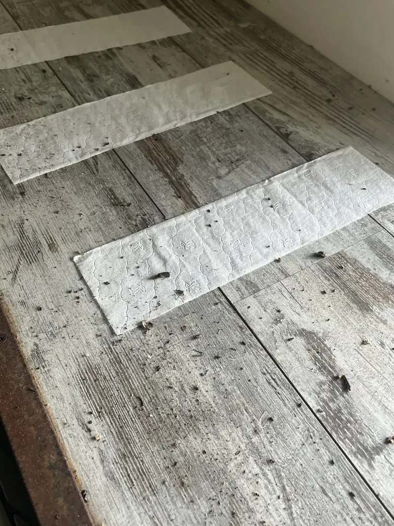 Papiers témoins posés sur les lames pour vérifier si les sorties sont encore actives. Saint-Ouen-Marchefroy (28)