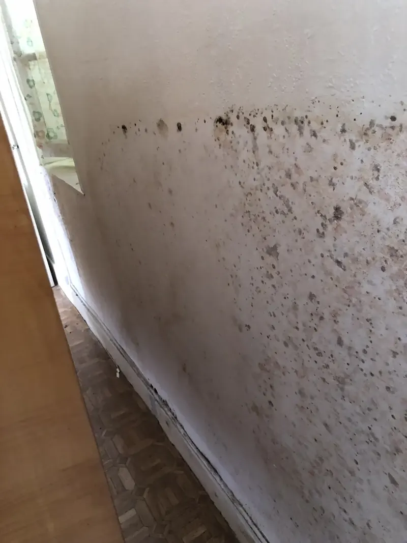Moisissures noires en angle de mur, dans la même pièce. Le Merlerault (61)