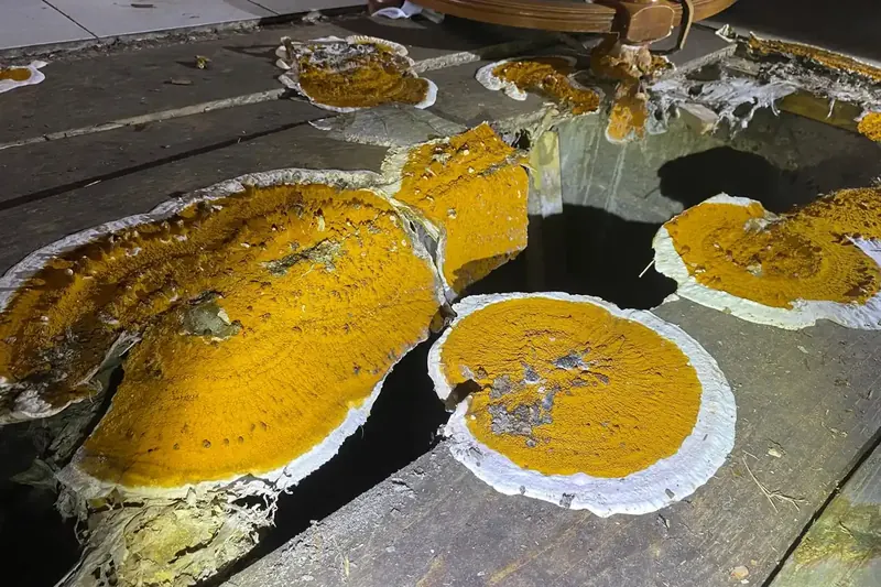Fructifications de mérule à marge blanche émergeant d'un plancher effondré dans une maison ancienne