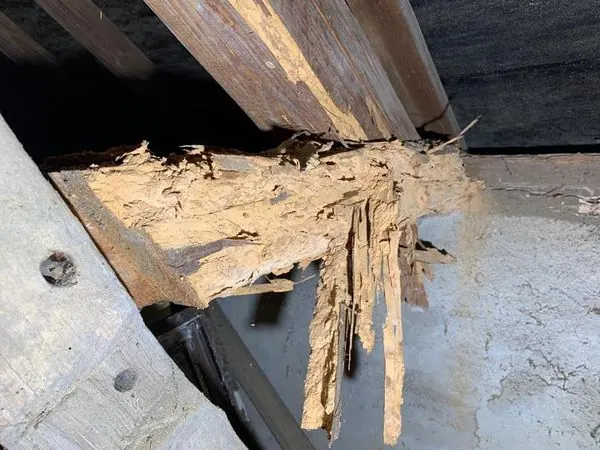 Relevé d'insecte xylophage sur un chantier à Auneau