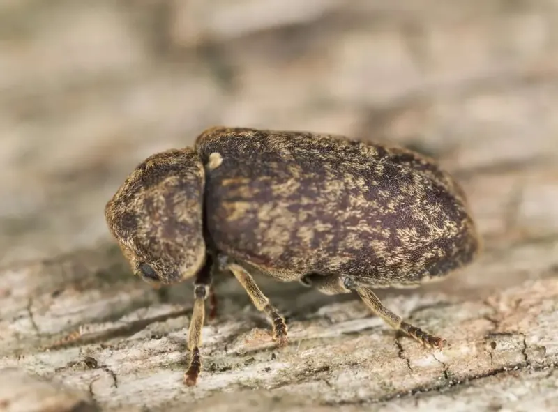 Grosse vrillette, Xestobium rufovillosum