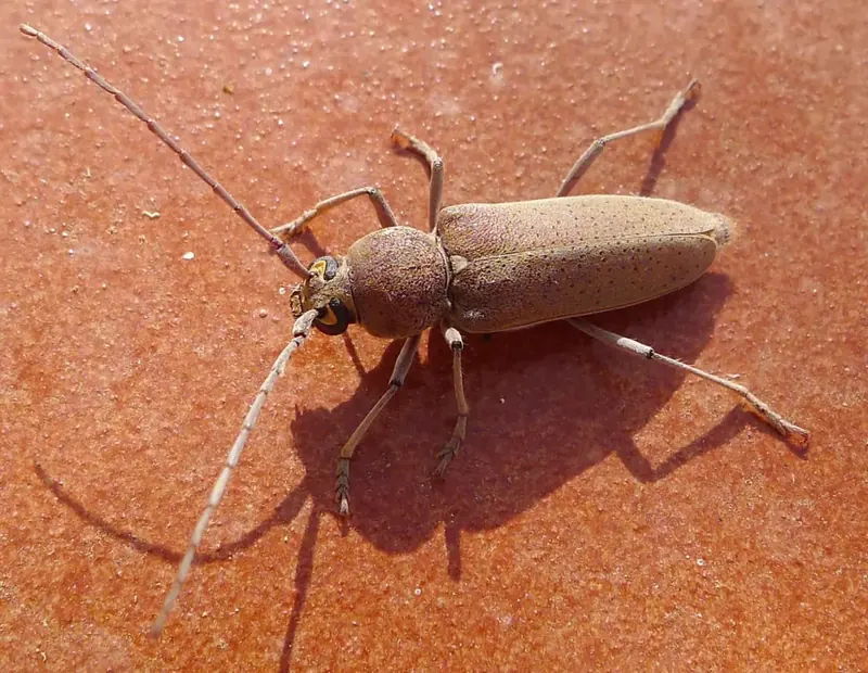 Hespérophane, Trichoferus holosericeus, capricorne des feuillus