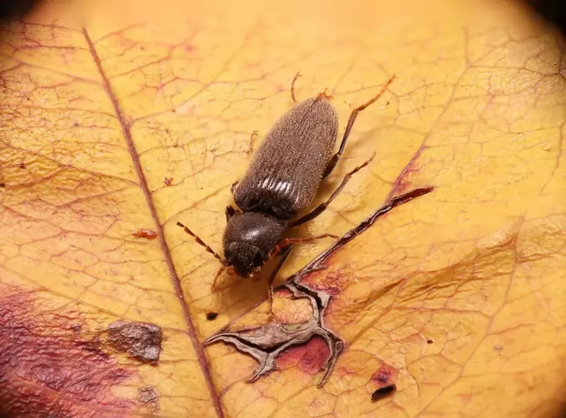 Lyctus brunneus adulte, insecte xylophage des feuillus