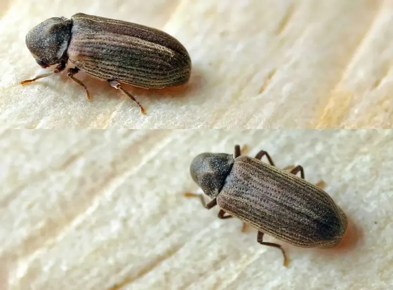 Petite vrillette adulte, Anobium punctatum