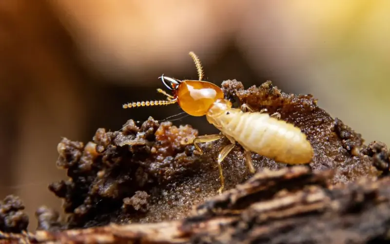 Termite souterrain, Reticulitermes, sur une pièce de bois