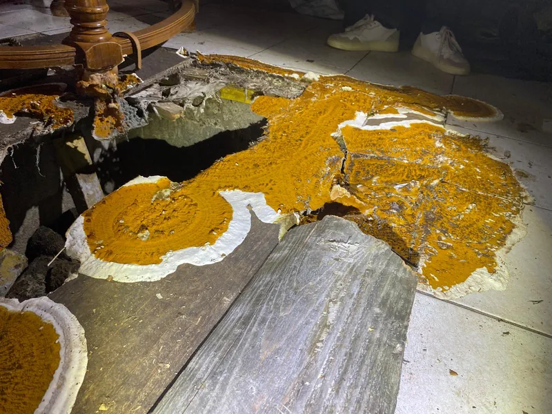 Nappe de mérule et ses fructifications orangées courant sous un plancher soulevé