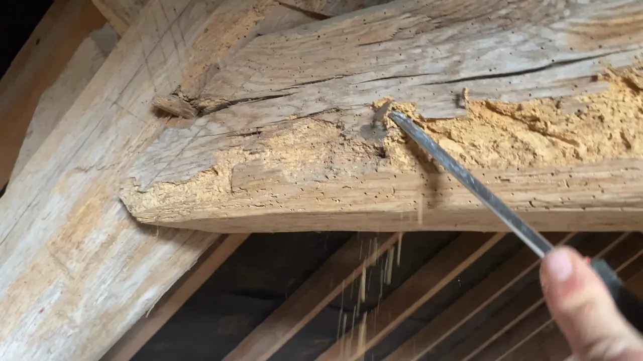 Sondage au poinçon d'une panne de charpente vermoulue par les insectes